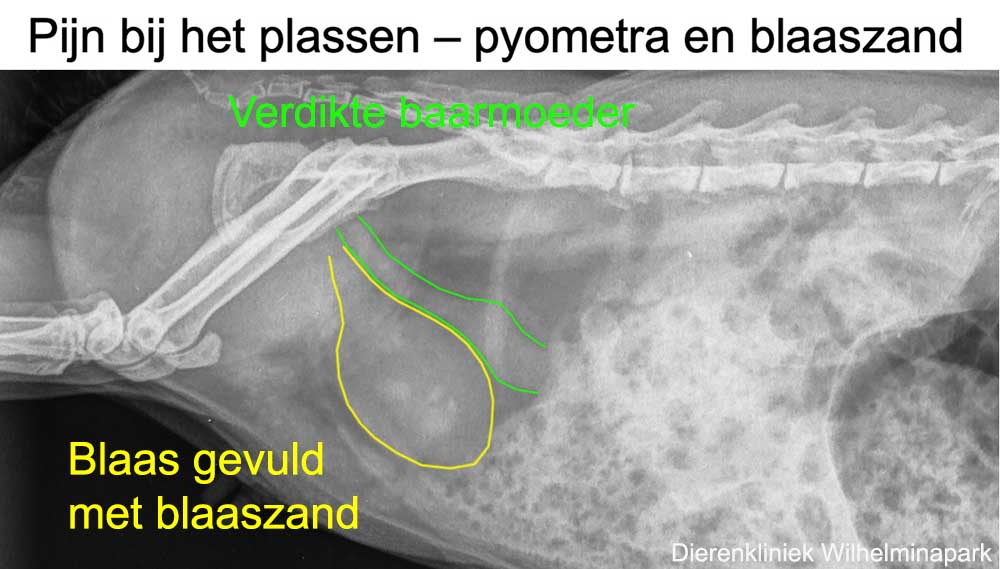 Duidelijk is de  verdikte baarmoeder te zien en dat er blaaszand in de blaas aanwezig is.